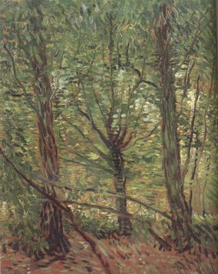Vincent Van Gogh Trees adn Undergrowth (nn04) oil painting image